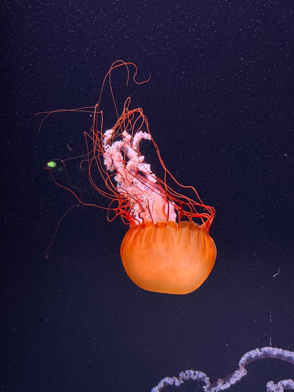 Meduse en lumiere dramatique